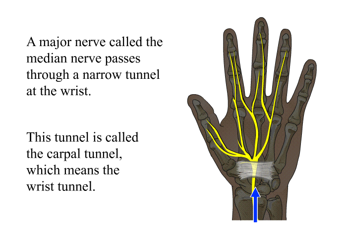 A major nerve called the median nerve passes through a narrow tunnel at the wrist. 
 This tunnel is called the carpal tunnel, which means the wrist tunnel.