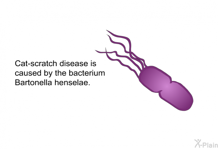 Cat-scratch disease is caused by the bacterium <I>Bartonella henselae</I>.