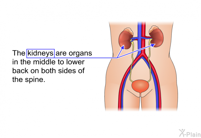 The kidneys are organs in the middle to lower back on both sides of the spine.