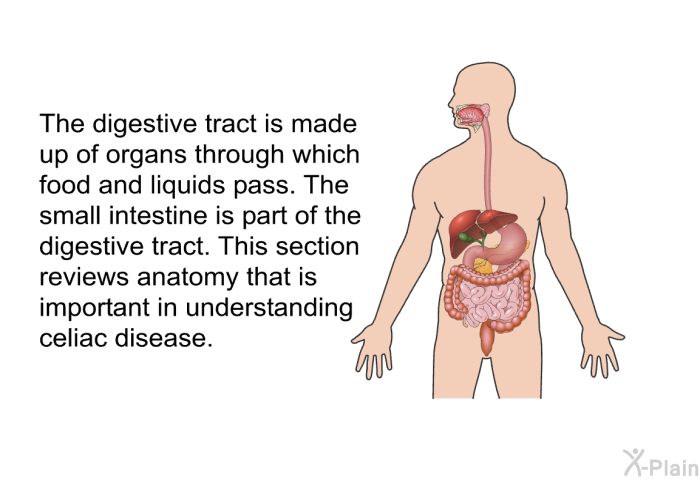 The digestive tract is made up of organs through which food and liquids pass. The small intestine is part of the digestive tract. This section reviews anatomy that is important in understanding celiac disease.