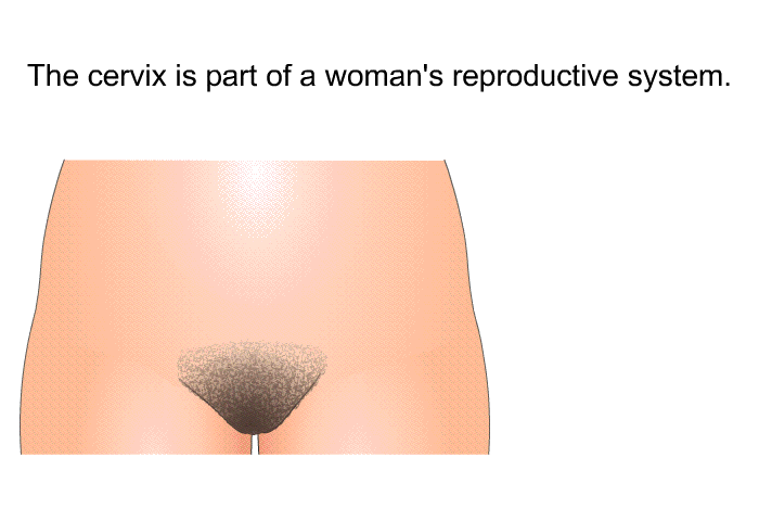 The cervix is part of a woman's reproductive system.