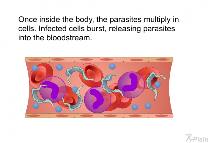 Once inside the body, the parasites multiply in cells. Infected cells burst, releasing parasites into the bloodstream.