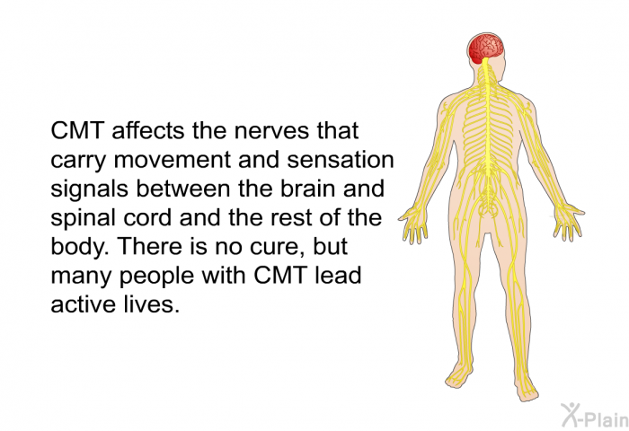 CMT affects the nerves that carry movement and sensation signals between the brain and spinal cord and the rest of the body. There is no cure, but many people with CMT lead active lives.