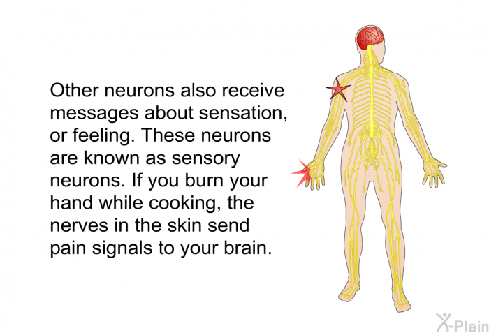 Other neurons also receive messages about sensation, or feeling. These neurons are known as sensory neurons. If you burn your hand while cooking, the nerves in the skin send pain signals to your brain.