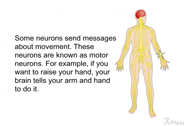 Some neurons send messages about movement. These neurons are known as motor neurons. For example, if you want to raise your hand, your brain tells your arm and hand to do it.