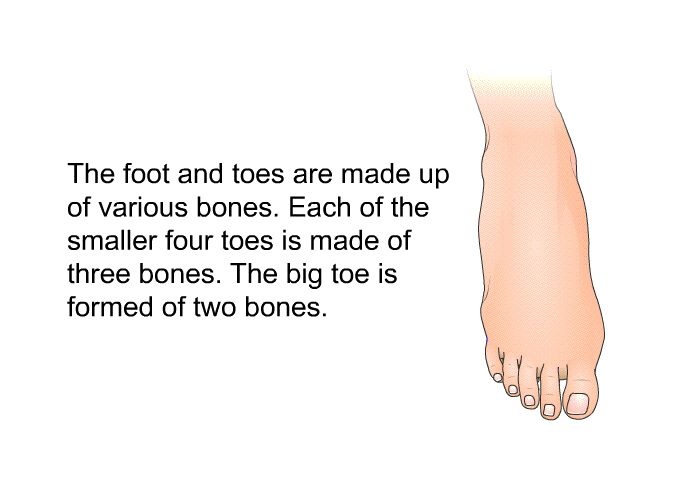The foot and toes are made up of various bones. Each of the smaller four toes is made of three bones. The big toe is formed of two bones.