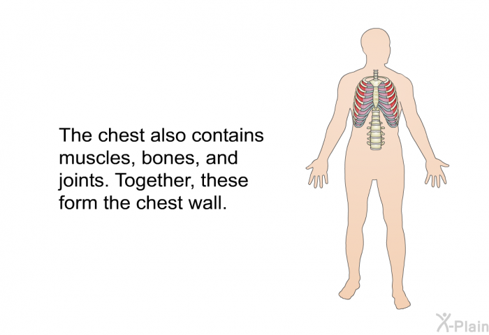 The chest also contains muscles, bones, and joints. Together, these form the chest wall.