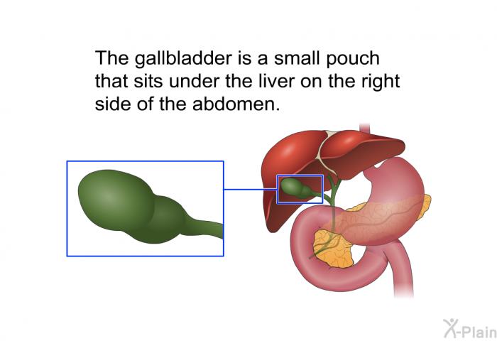 The gallbladder is a small pouch that sits under the liver on the right side of the abdomen.