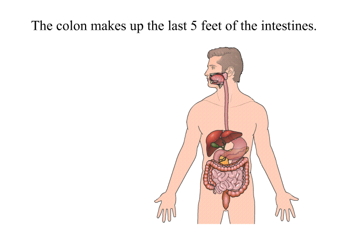 The colon makes up the last 5 feet of the intestines.
