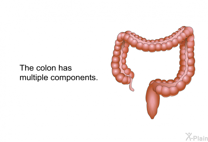 The colon has multiple components: