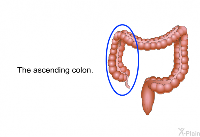 The ascending colon.