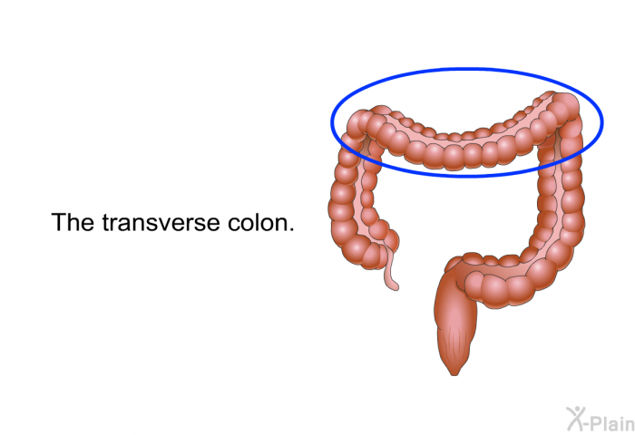 The transverse colon.