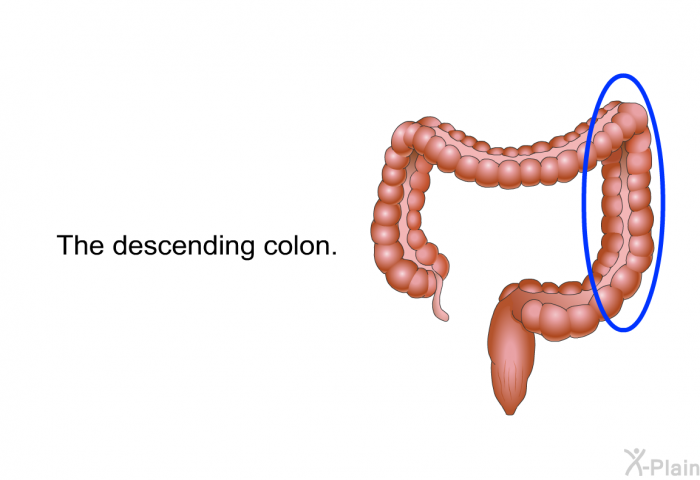 The descending colon.