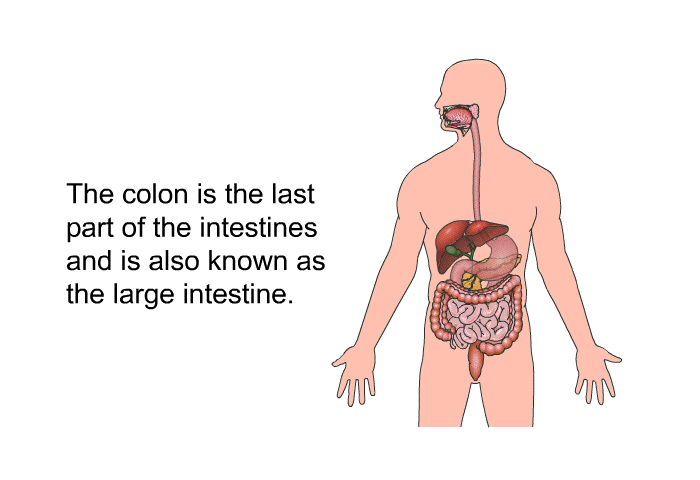 The colon is the last part of the intestines and is also known as the large intestine.