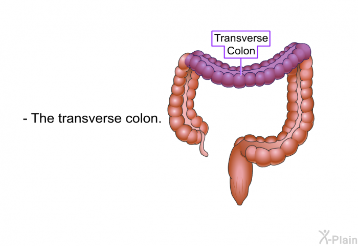 The transverse colon.