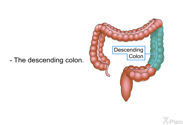 The descending colon.