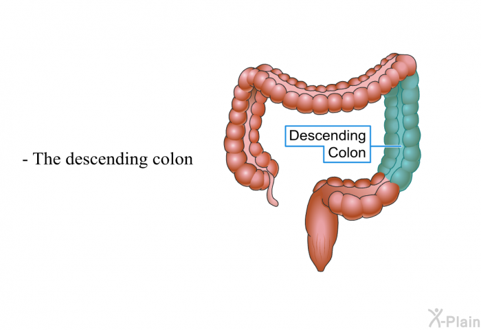 The descending colon