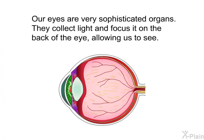 Our eyes are very sophisticated organs. They collect light and focus it on the back of the eye, allowing us to see.