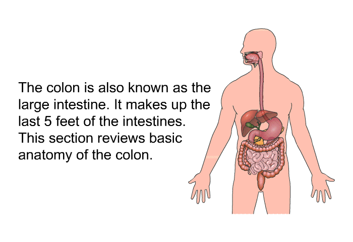 The colon is also known as the large intestine. It makes up the last 5 feet of the intestines. This section reviews basic anatomy of the colon.