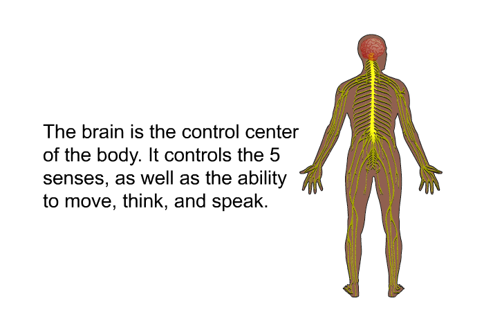 The brain is the control center of the body. It controls the 5 senses, as well as the ability to move, think, and speak.