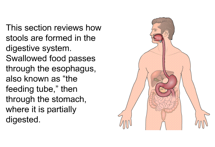 This section reviews how stools are formed in the digestive system. Swallowed food passes through the esophagus, also known as “the feeding tube,” then through the stomach, where it is partially digested.
