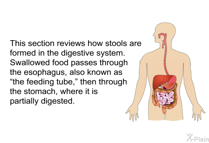This section reviews how stools are formed in the digestive system. Swallowed food passes through the esophagus, also known as “the feeding tube,” then through the stomach, where it is partially digested.