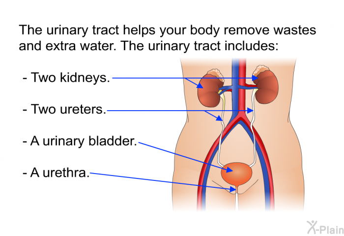 The urinary tract helps your body remove wastes and extra water. The urinary tract includes:  Two kidneys. Two ureters. A urinary bladder. A urethra.