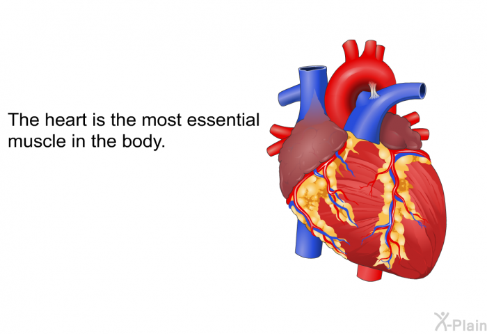The heart is the most essential muscle in the body.