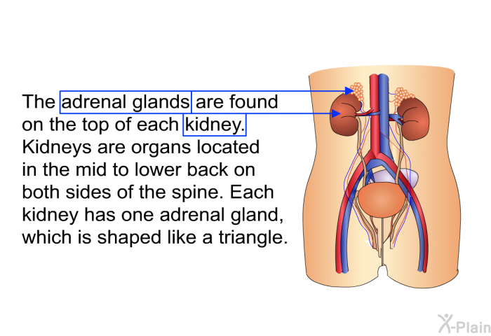 The adrenal glands are found on the top of each kidney. Kidneys are organs located in the mid to lower back on both sides of the spine. Each kidney has one adrenal gland, which is shaped like a triangle.