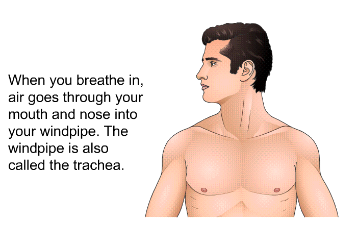 When you breathe in, air goes through your mouth and nose into your windpipe. The windpipe is also called the trachea.