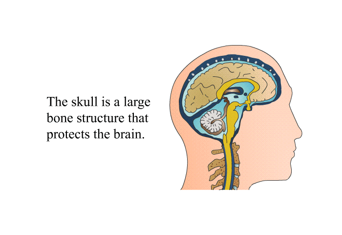 The skull is a large bone structure that protects the brain.