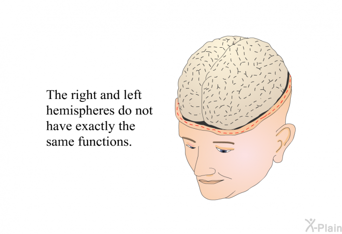 The right and left hemispheres do not have exactly the same functions.