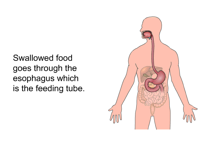 Swallowed food goes through the esophagus which is the feeding tube.