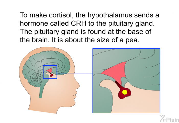 To make cortisol, the hypothalamus sends a hormone called CRH to the pituitary gland. The pituitary gland is found at the base of the brain. It is about the size of a pea.