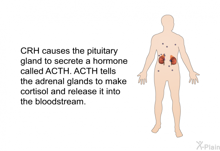 CRH causes the pituitary gland to secrete a hormone called ACTH. ACTH tells the adrenal glands to make cortisol and release it into the bloodstream.