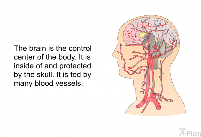 The brain is the control center of the body. It is inside of and protected by the skull. It is fed by many blood vessels.