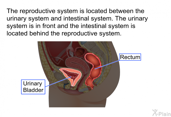 The reproductive system is located between the urinary system and intestinal system. The urinary system is in front and the intestinal system is located behind the reproductive system.