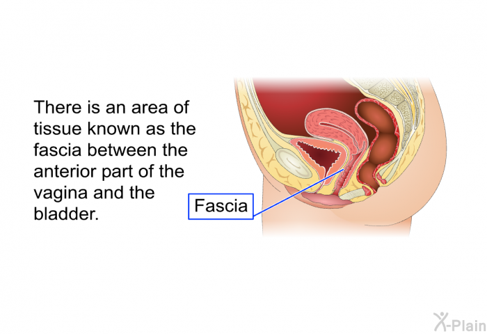 There is an area of tissue known as the fascia between the anterior part of the vagina and the bladder.