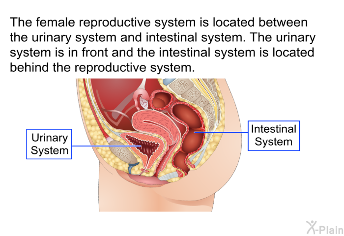 The female reproductive system is located between the urinary system and intestinal system. The urinary system is in front and the intestinal system is located behind the reproductive system.
