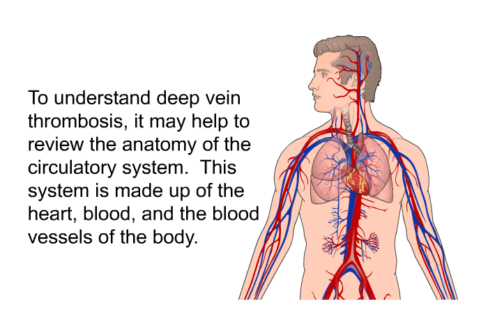 To understand deep vein thrombosis, it may help to review the anatomy of the circulatory system. This system is made up of the heart, blood, and the blood vessels of the body.