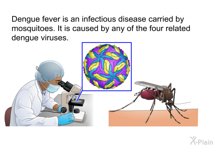 Dengue fever is an infectious disease carried by mosquitoes. It is caused by any of the four related dengue viruses.