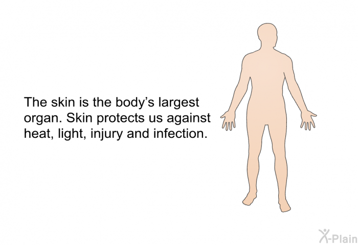 The skin is the body's largest organ. Skin protects us against heat, light, injury and infection.