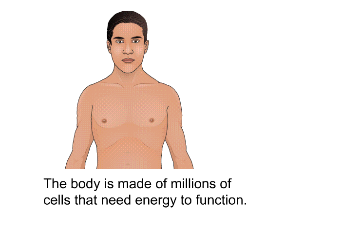 The body is made of millions of cells that need energy to function.