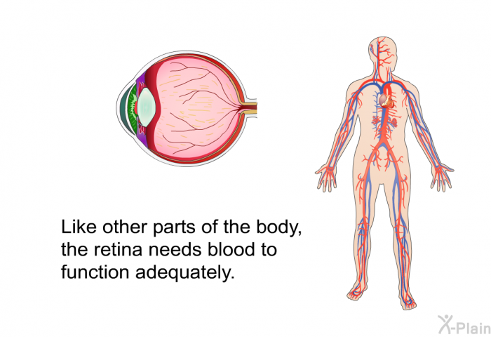 Like other parts of the body, the retina needs blood to function adequately.