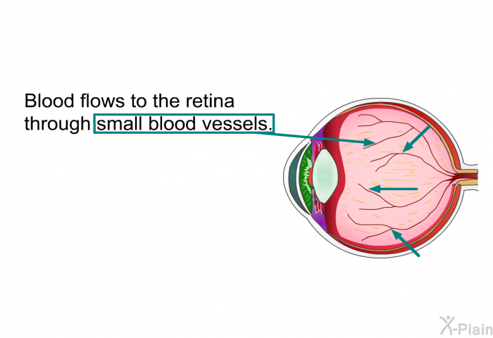 Blood flows to the retina through small blood vessels.