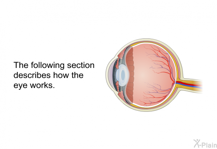 The following section describes how the eye works.