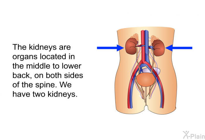 The kidneys are organs located in the middle to lower back, on both sides of the spine. We have two kidneys.