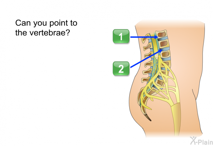 Can you point to the vertebrae?