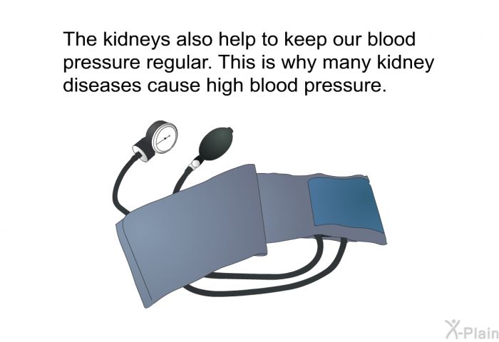 The kidneys also help to keep our blood pressure regular. This is why many kidney diseases cause high blood pressure.