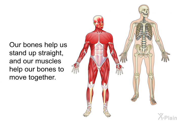 Our bones help us stand up straight, and our muscles help our bones to move together.